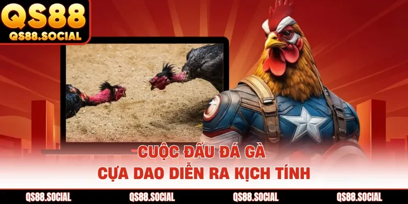 Cuộc đấu đá gà cựa dao diễn ra kịch tính