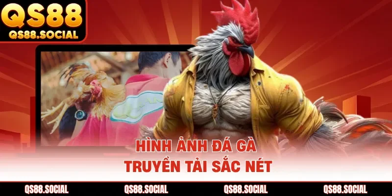 Hình ảnh đá gà truyền tải sắc nét