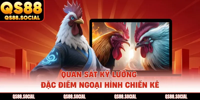 Quan sát kỹ lưỡng đặc điểm ngoại hình chiến kê