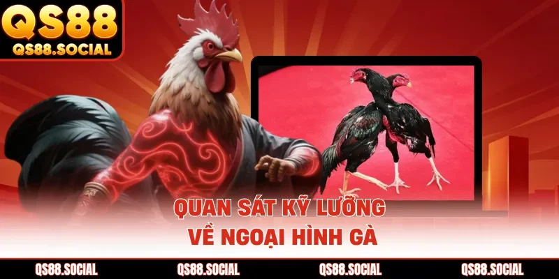 Quan sát kỹ lưỡng về ngoại hình gà