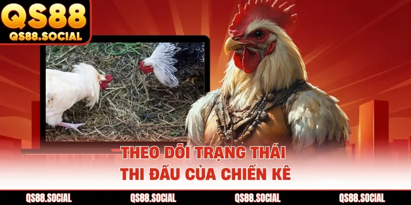 Theo dõi hình thức đá gà online trực tuyến chất lượng