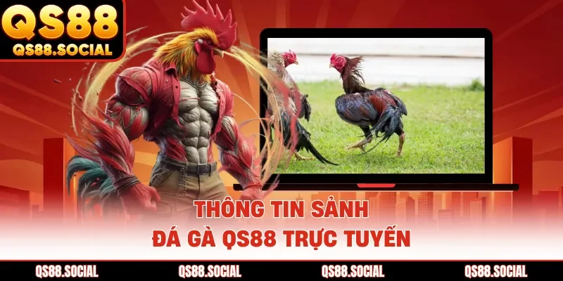 Thông tin sảnh đá gà QS88 trực tuyến