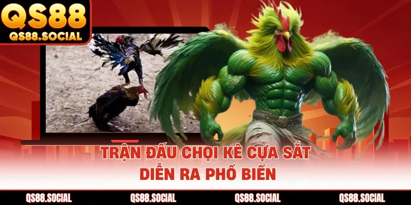 Trận đấu chọi kê cựa sắt diễn ra phổ biến